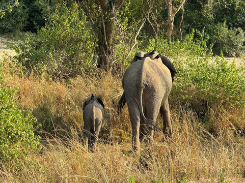 GIRAFFE SIGHTS AFRICA-坎帕拉必去景点