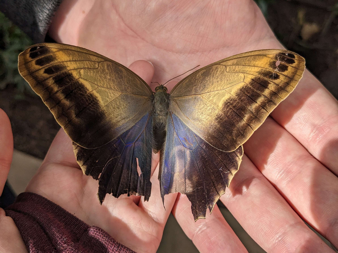 Butterfly Biosphere-李海必去景点