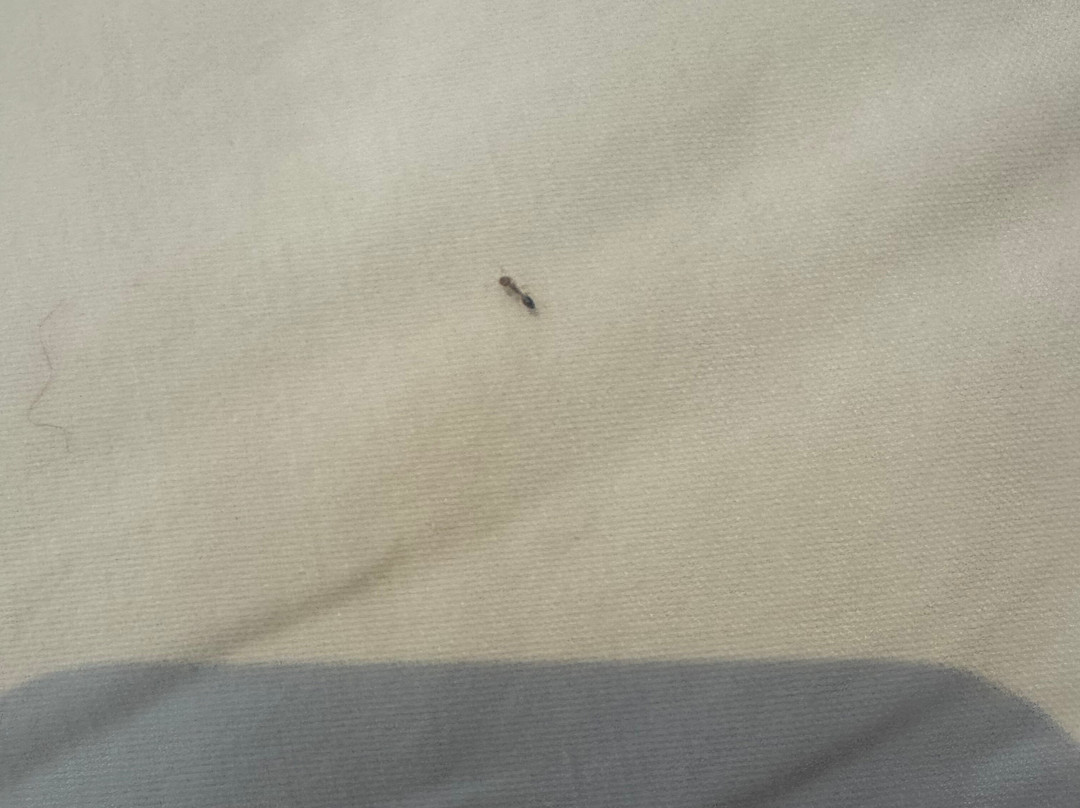 Regenta Place Phagwara主图