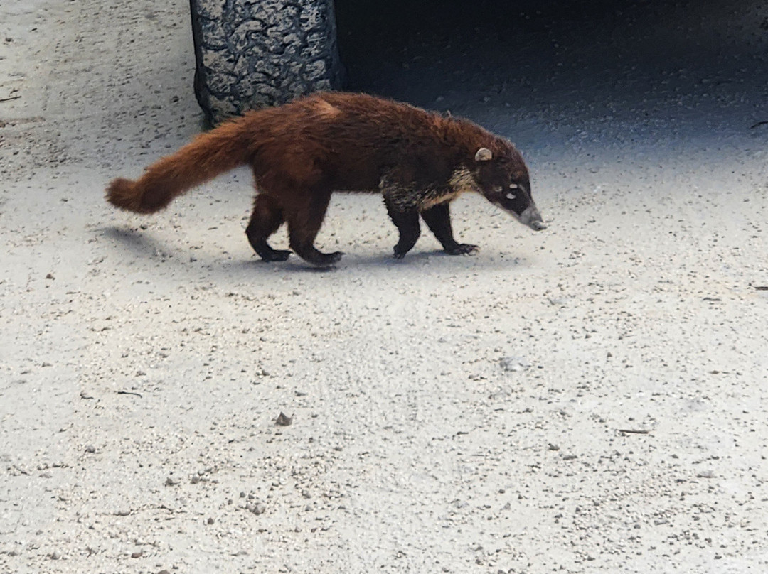 Smiggie's Excursion Concierge-考祖梅必去景点