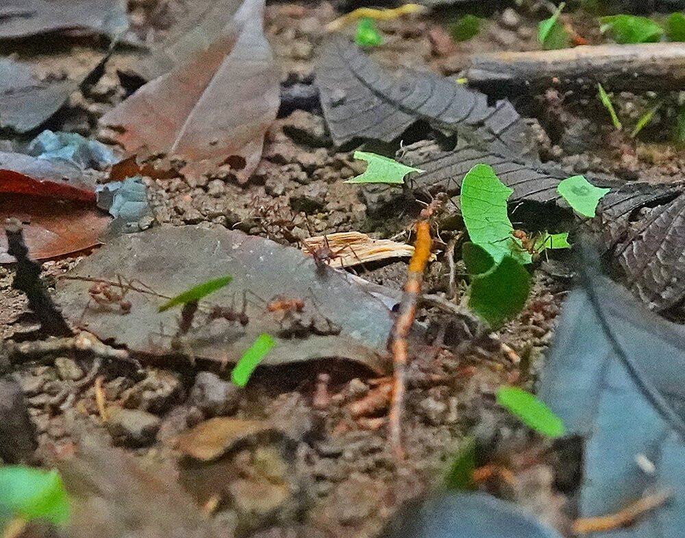 Tapirs Home-Upala必去景点