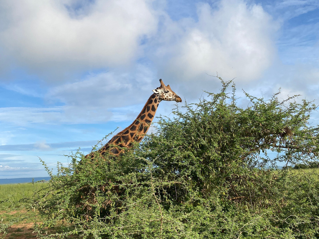 Muyaayu Wild Safaris-Mpigi必去景点