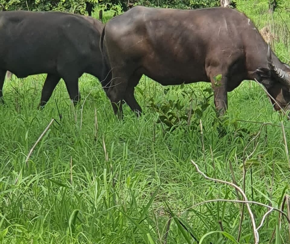塞内冈比亚石圈-Wassu必去景点
