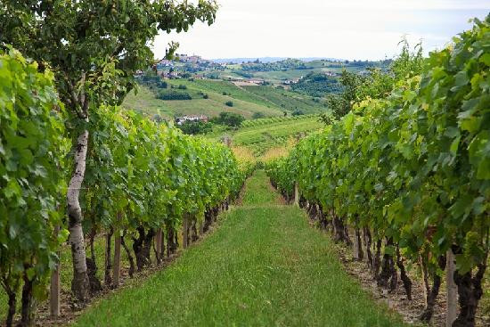 B&B Cascina Sant'Ambrogio主图