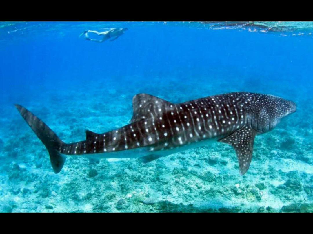 Endheri Dive Center景点图片
