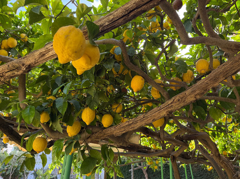 Hotel Villa Ciccio主图