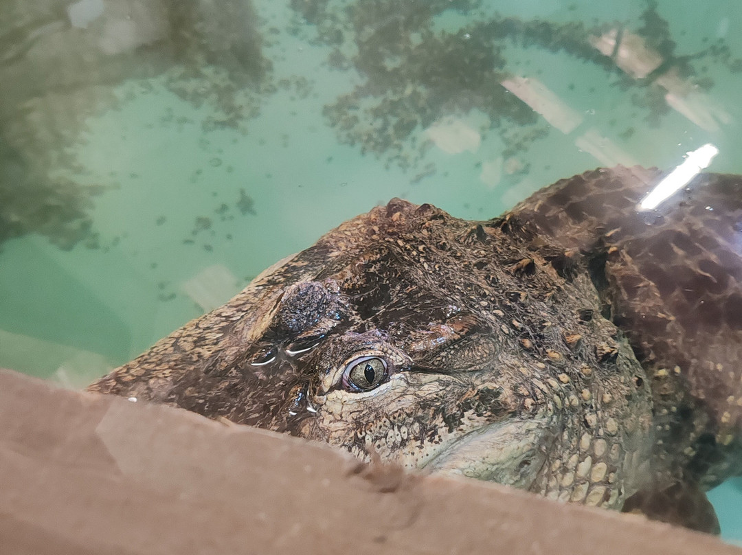 The National Reptile Zoo-基尔肯尼必去景点