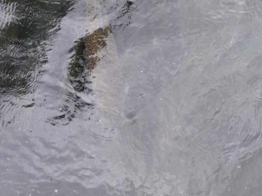 Truite de Banka-Banca必去景点