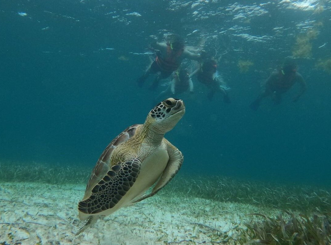 Eco Snorkel 1,5HRS in Mahahual, MEX.景点图片