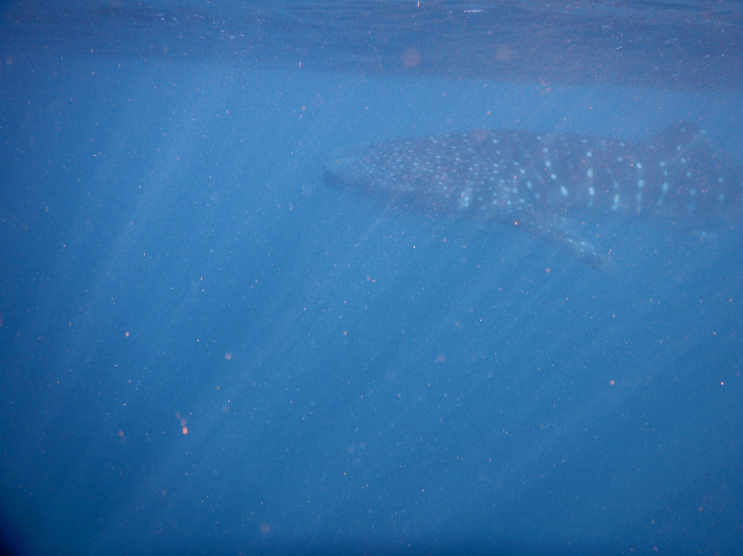 Ningaloo Whaleshark n Dive-埃克斯茅斯必去景点