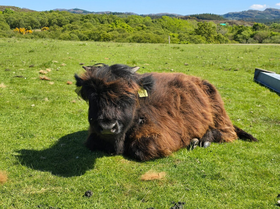 Highland cow tours景点图片