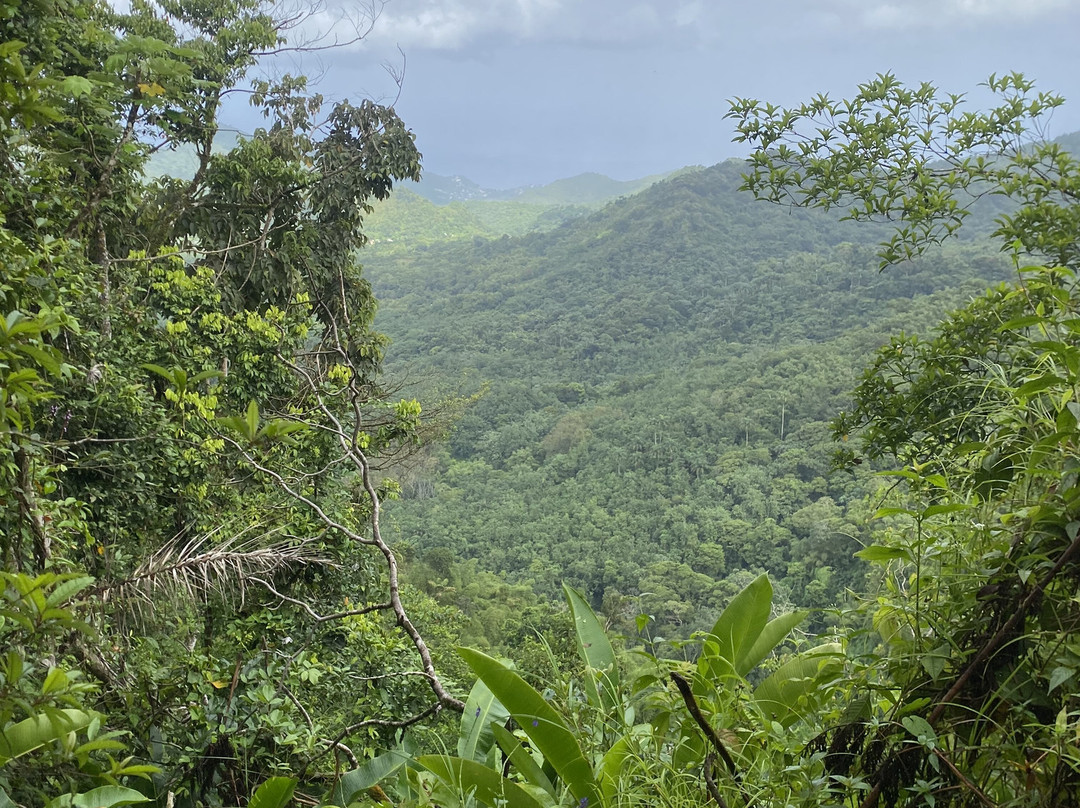 Mount Qua Qua Grenada-Grand Etang National Park必去景点