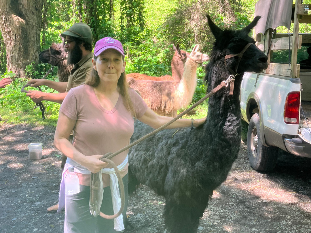 Llamas Of Hot Springs-Hot Springs必去景点