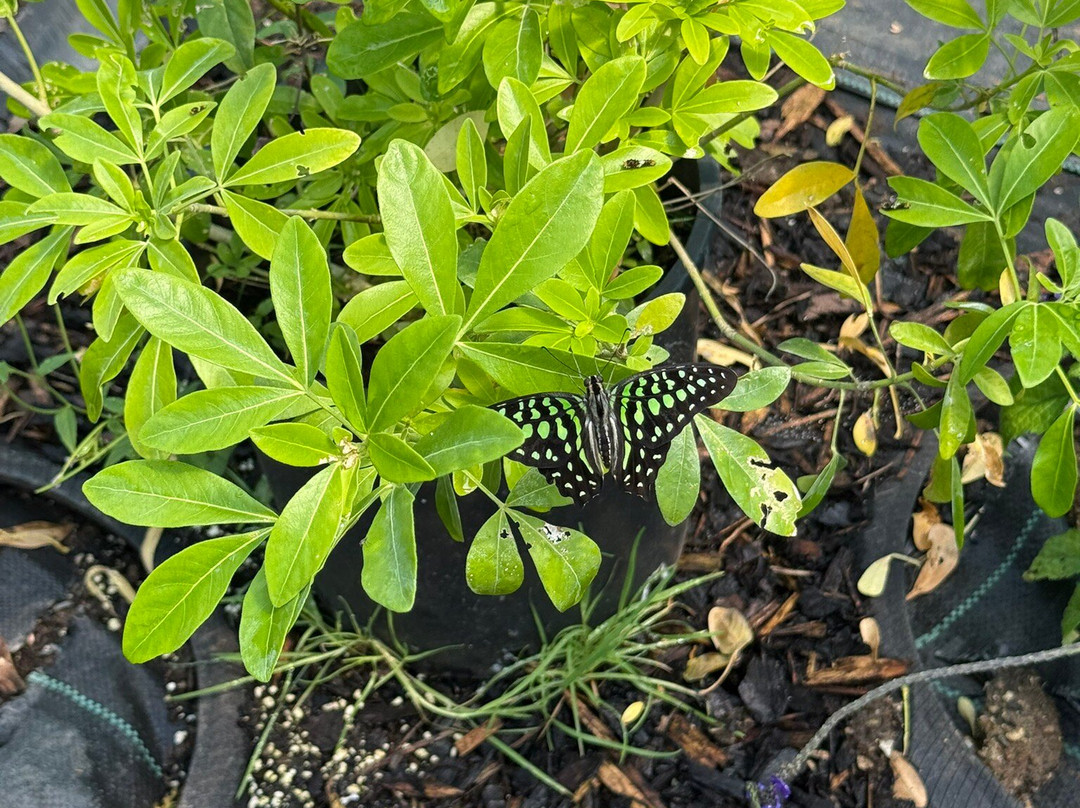 Guys Butterfly House-St Hilary必去景点