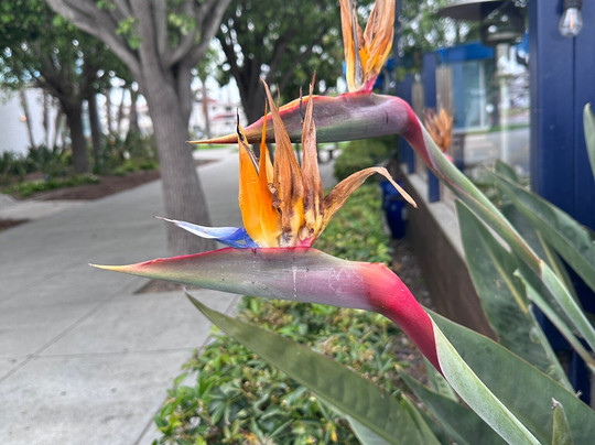 Centennial Park-科罗纳多必去景点