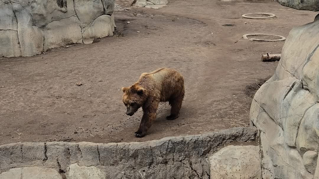 Lake Superior Zoo-德卢斯必去景点