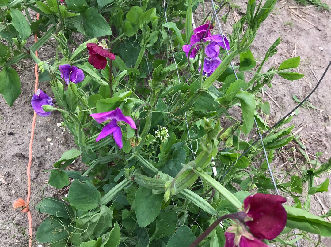 Snijbloemen Pluktuin Bakkum景点图片