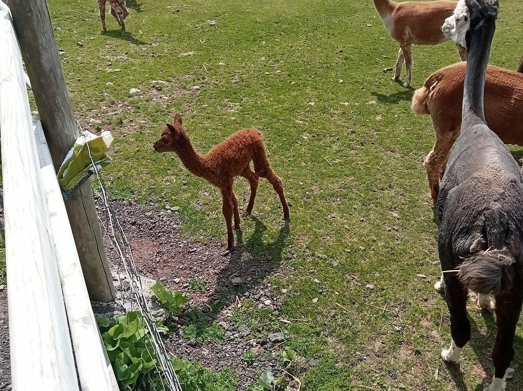 Pembrokeshire Alpaca Trekking景点图片