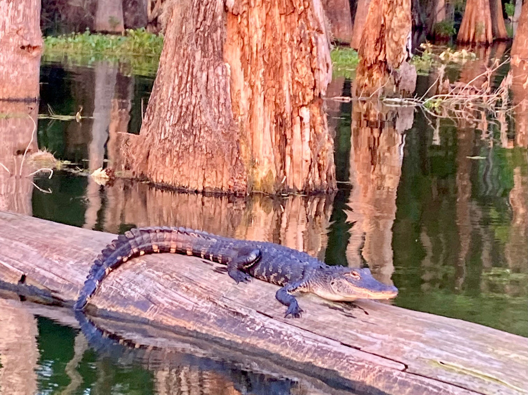 Louisiana Swamp Tours景点图片