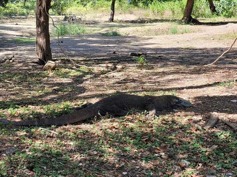 Save Komodo Tour-Labuan Bajo必去景点