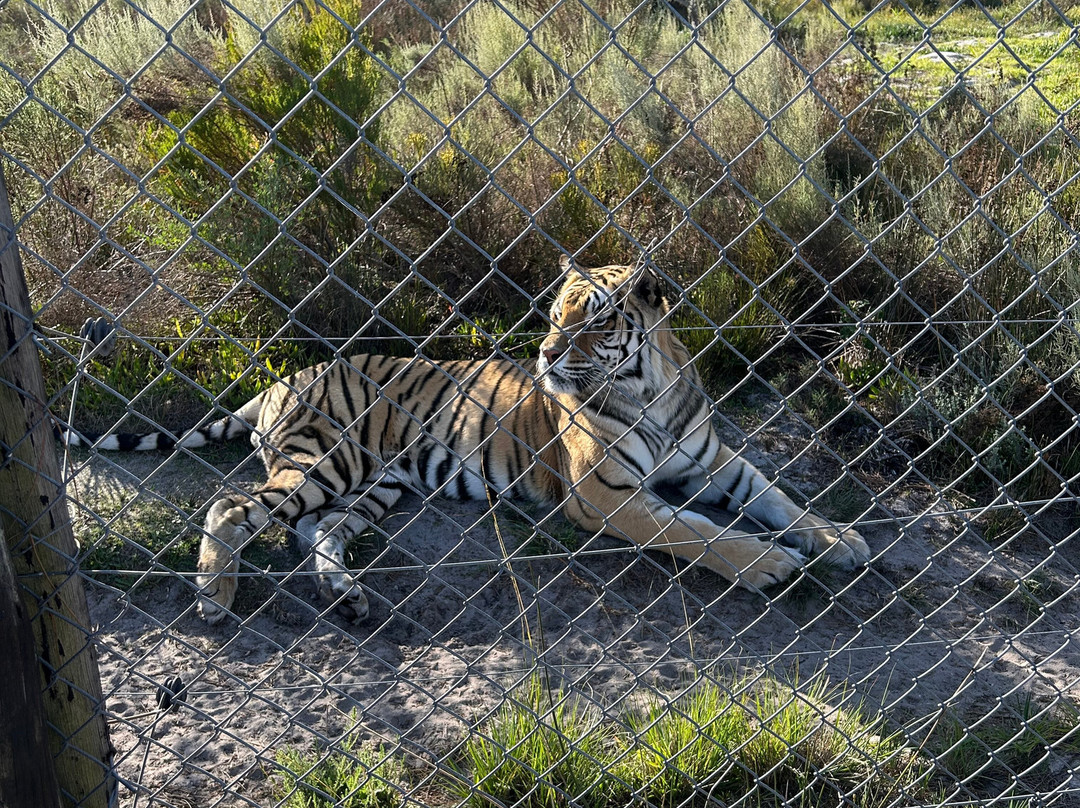 Panthera Africa - Big Cat Sanctuary-斯坦福必去景点