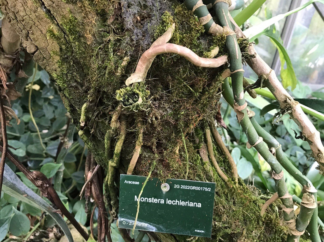 Utrecht University Botanic Gardens-乌特勒支必去景点