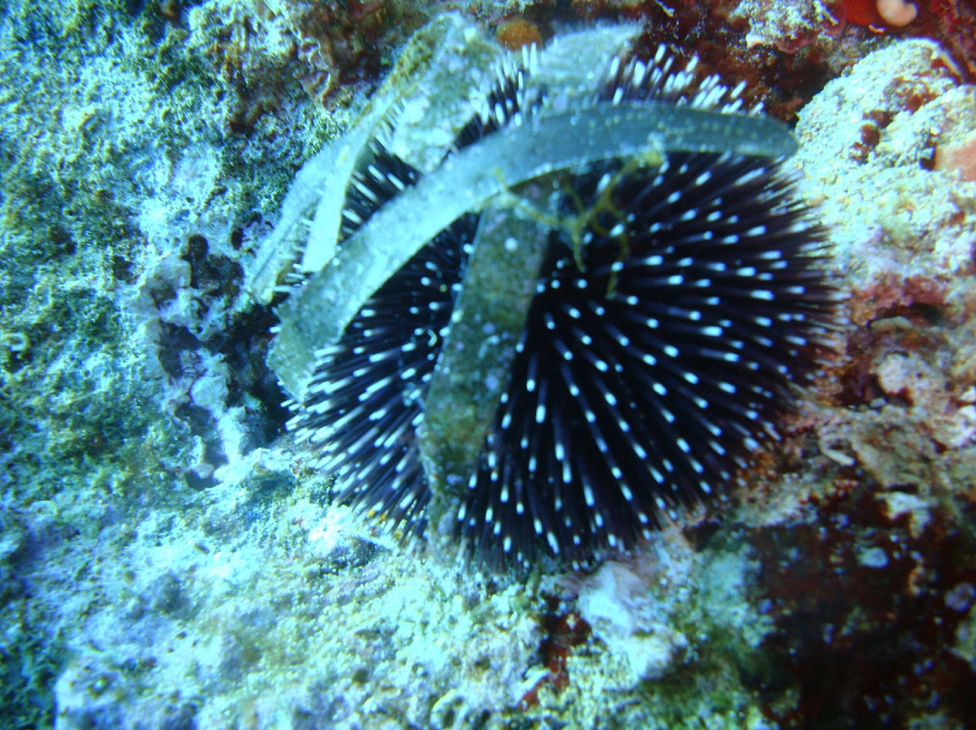 Vasiliadis Diving Club-Potos必去景点