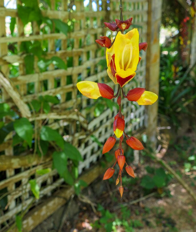Na Aina Kai Botanical Gardens-基拉韦厄必去景点