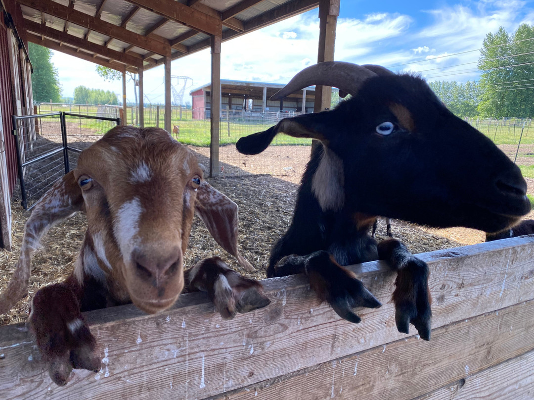 Frog Pond Farm-威尔逊维尔必去景点