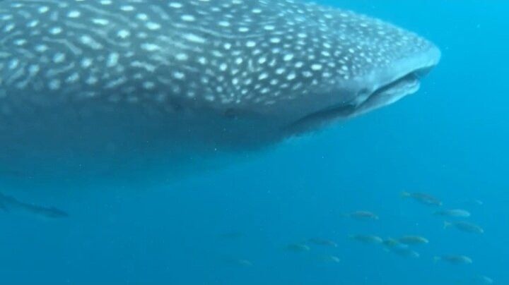 Ningaloo Discovery-埃克斯茅斯必去景点