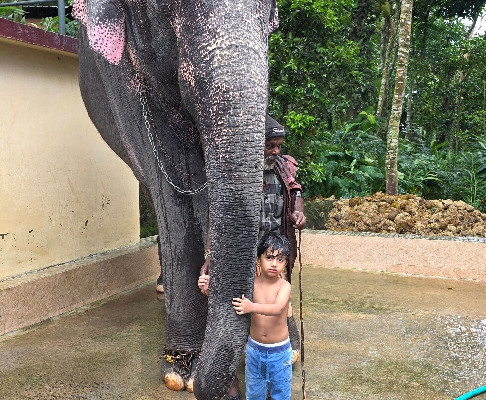 Kalpavanam Elephant Park-帖可迪必去景点