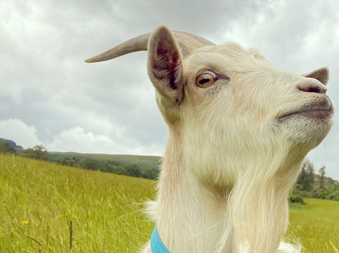 Jacob Sheep Trekking and Farm Experience Days-布雷肯必去景点