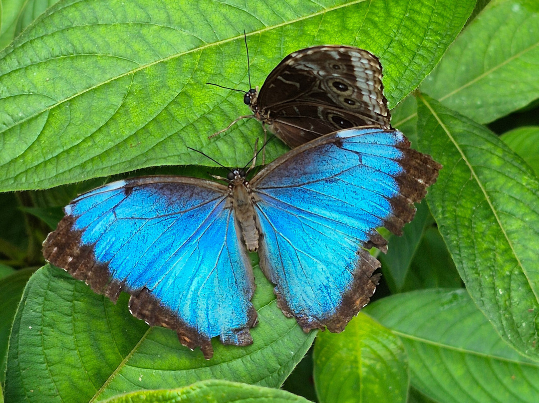 Pierella Ecological Garden-Horquetas必去景点