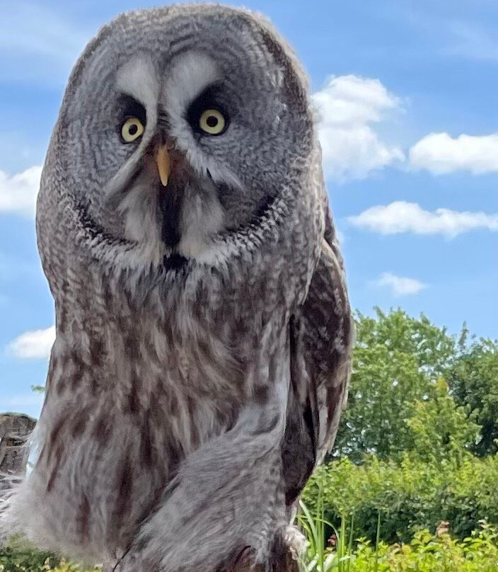 Suffolk Owl Sanctuary-Stonham Aspal必去景点