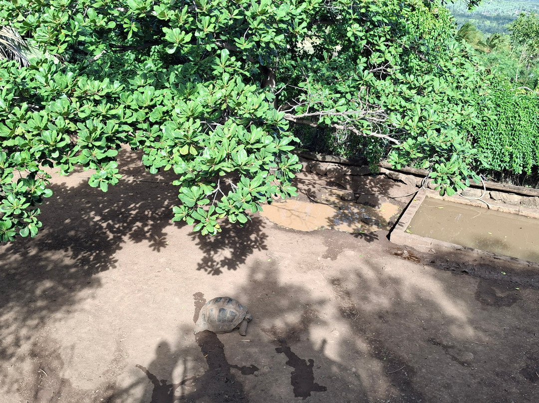 Le Jardin Des Tortues-Les Avirons必去景点