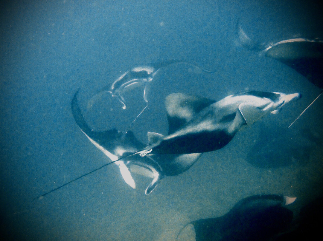 Aquaventure PADI 5 Star Dive Center-Maradhoo Island必去景点