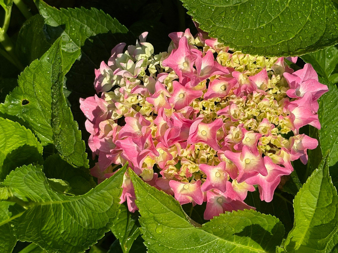 The Millbrook Inn主图