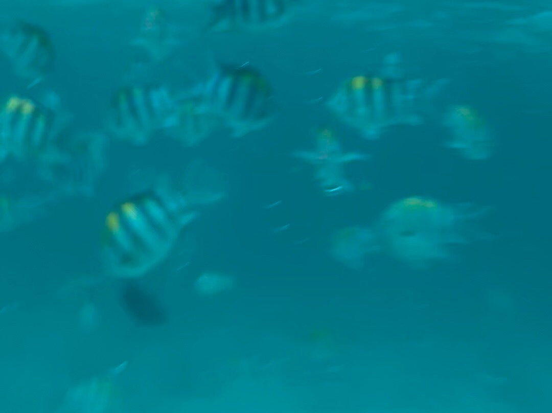 Fun Divers Zanzibar-孥归必去景点