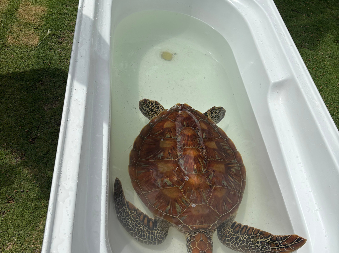 Dravuni Island-苏瓦必去景点