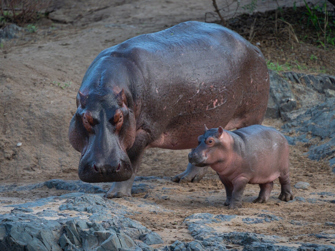 Carnivores Safaris Limited-阿鲁沙必去景点