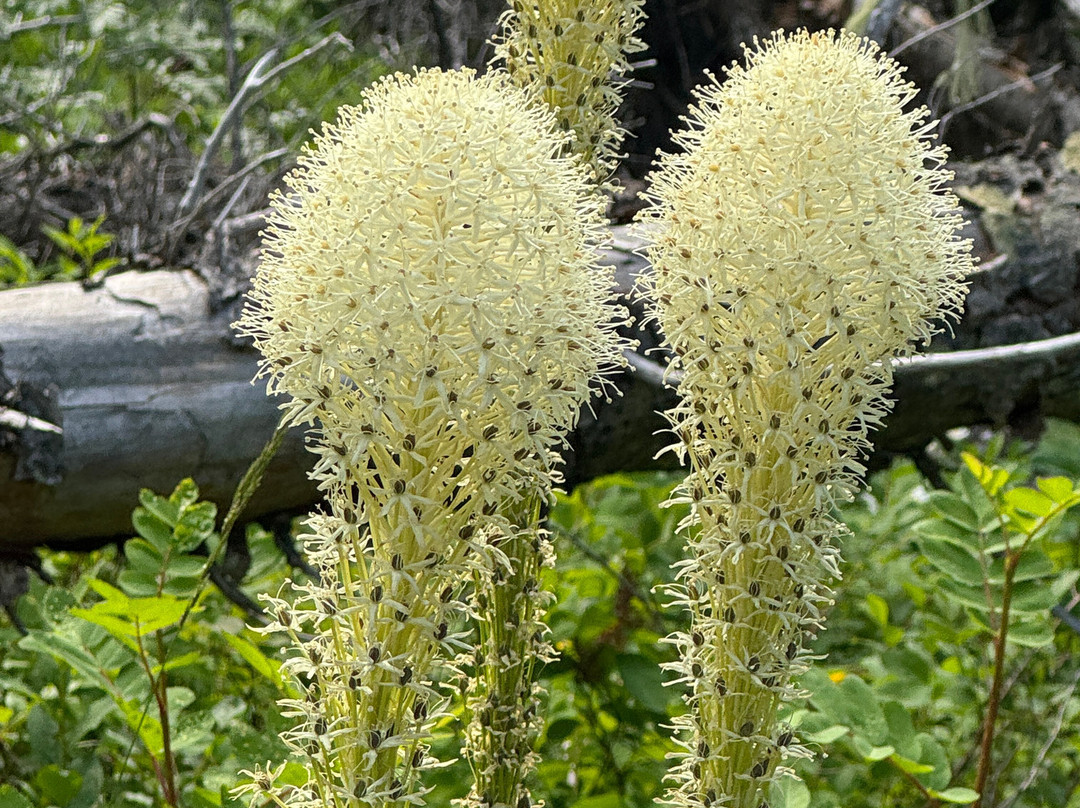 Swiftcurrent Lake Nature Trail-东冰川公园必去景点