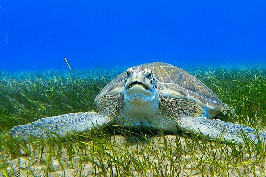 Tenerife Into The Blue - Dive In The Adventure-Abades必去景点