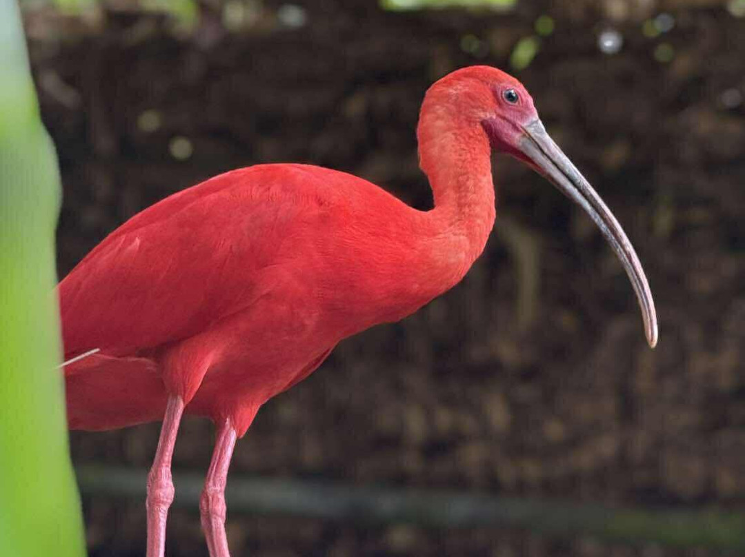 Zoo de Guyane-Macouria必去景点