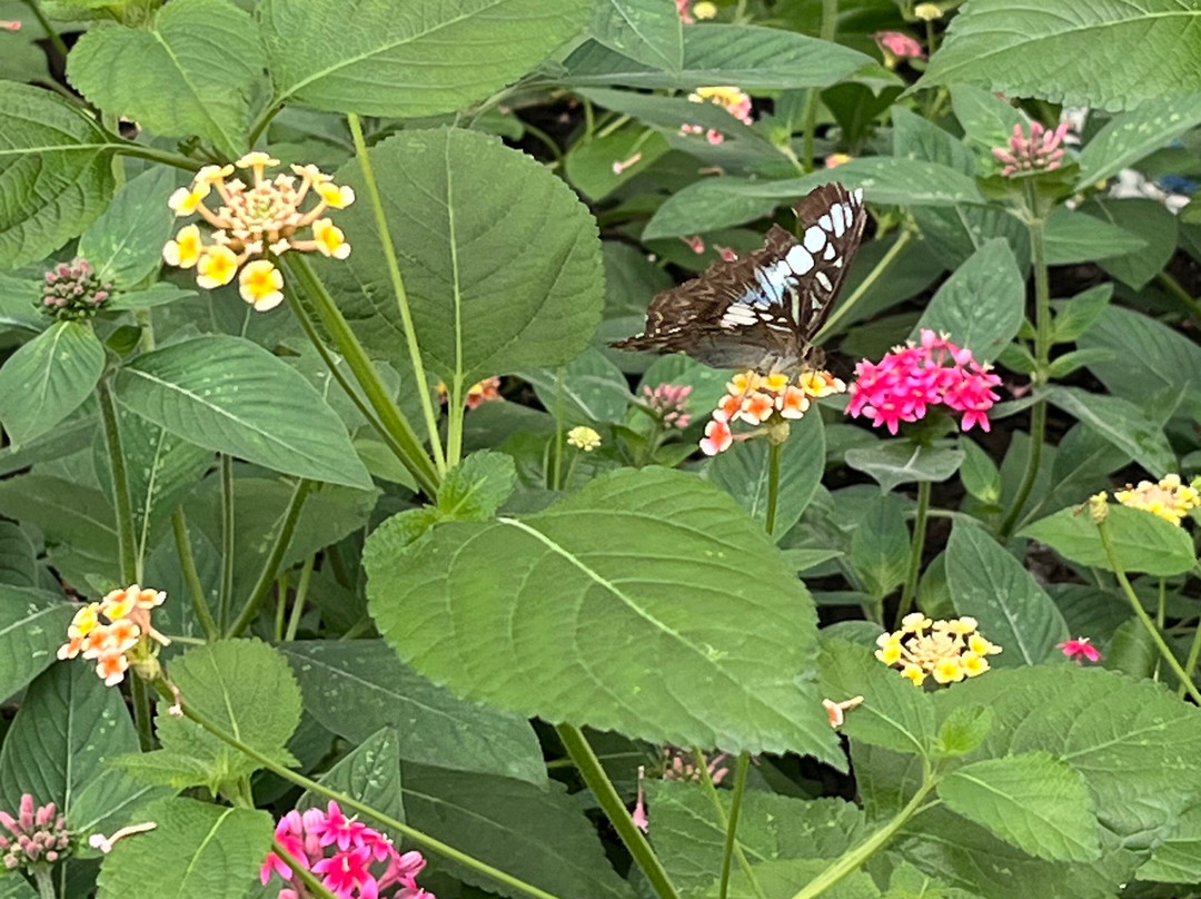 Butterfly House-Put in Bay必去景点