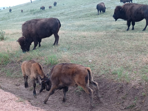 Buffalo Safari Jeep Tour-卡斯特必去景点