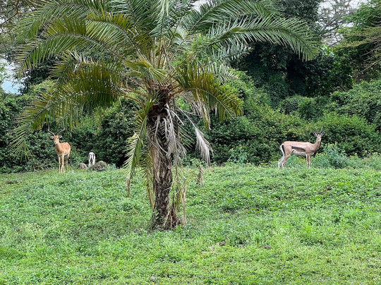 Raha Wildlife Resort-Usa River必去景点