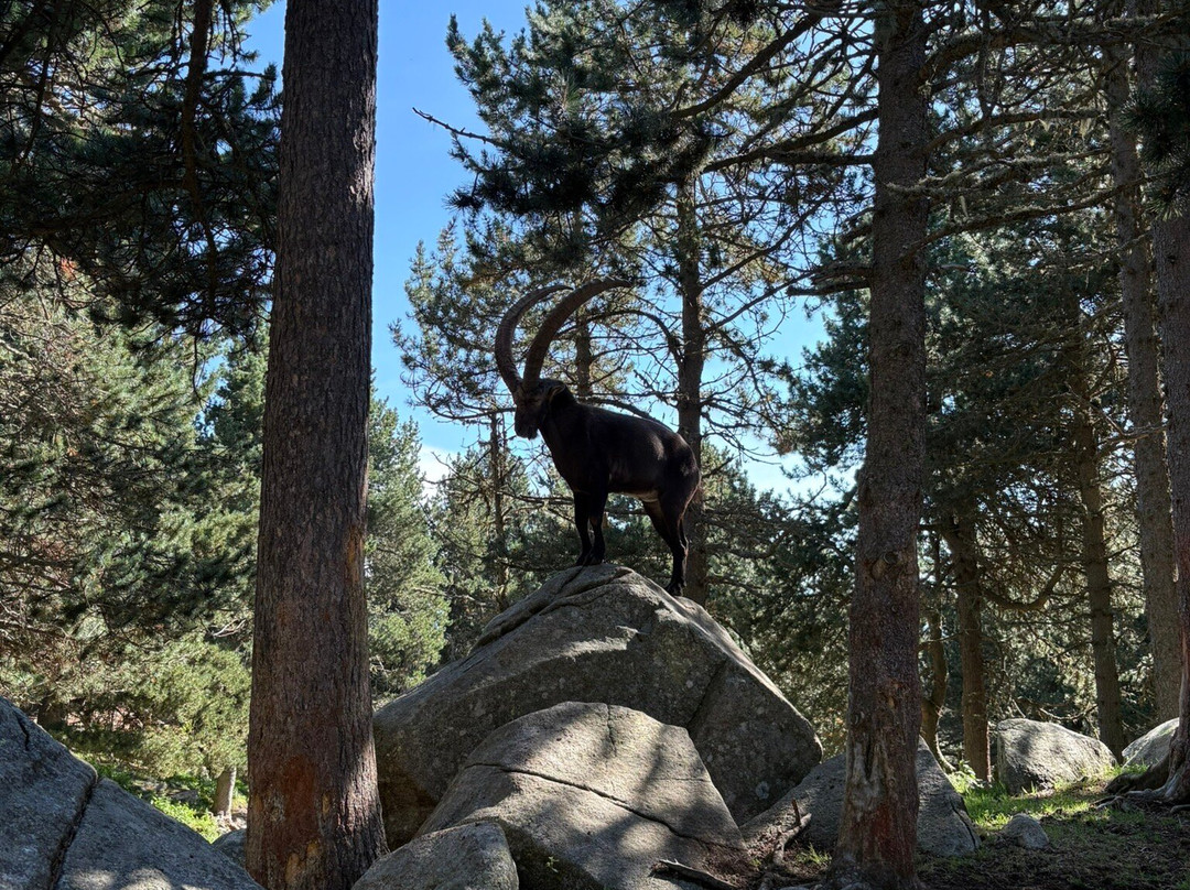 Parc animalier des Angles-Les Angles必去景点