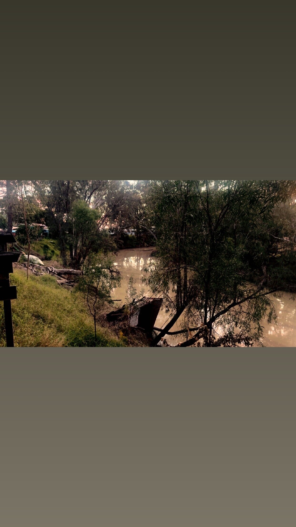 Laurels of Chinchilla-官方