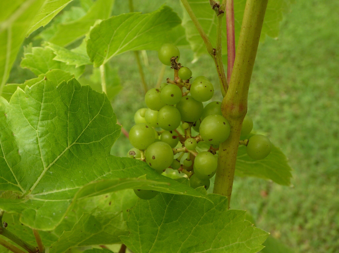 The Tasting Lodge @ Llanerch Vineyard-Hensol必去景点