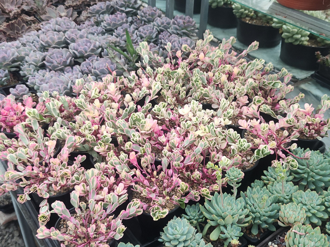 Greenhouse of Exotic Plants-Lazarevskoye必去景点